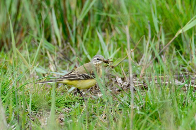  20150515-PB8_8623.JPG </br ><small> 2015-05-15 11:33</br >NIKON D800 + 150.0-600.0 mm f/5.0-6.3<br /> 550mm 1/800s f/8 ISO 900</small>