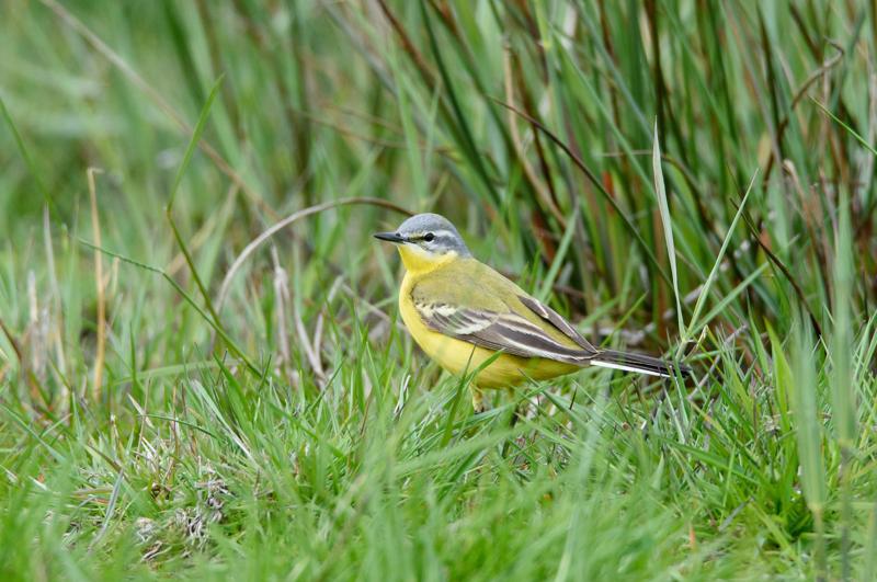  20150515-PB8_8625.JPG </br ><small> 2015-05-15 11:33</br >NIKON D800 + 150.0-600.0 mm f/5.0-6.3<br /> 550mm 1/800s f/8 ISO 1000</small>