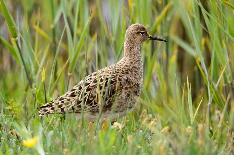  20150515-PB8_8674.JPG </br ><small> 2015-05-15 12:33</br >NIKON D800 + 150.0-600.0 mm f/5.0-6.3<br /> 600mm 1/1000s f/8 ISO 1250</small>