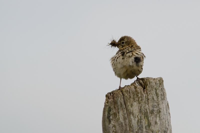  20150515-PB8_8685.JPG </br ><small> 2015-05-15 12:51</br >NIKON D800 + 150.0-600.0 mm f/5.0-6.3<br /> 600mm 1/1250s f/9 ISO 500</small>