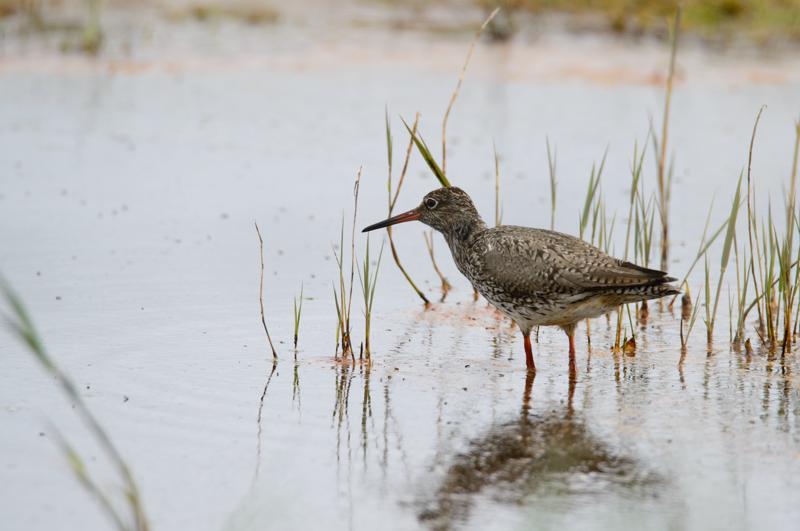  20150515-PB8_8726.JPG </br ><small> 2015-05-15 13:08</br >NIKON D800 + 150.0-600.0 mm f/5.0-6.3<br /> 600mm 1/800s f/8 ISO 280</small>