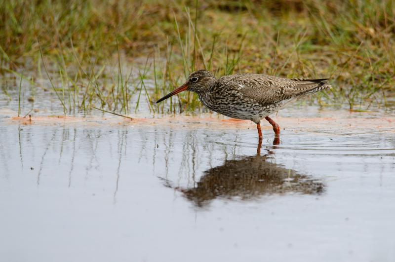  20150515-PB8_8729.JPG </br ><small> 2015-05-15 13:09</br >NIKON D800 + 150.0-600.0 mm f/5.0-6.3<br /> 600mm 1/800s f/8 ISO 360</small>