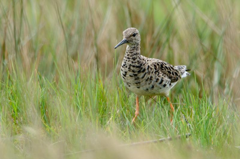  20150515-PB8_8737.JPG </br ><small> 2015-05-15 13:15</br >NIKON D800 + 150.0-600.0 mm f/5.0-6.3<br /> 600mm 1/1000s f/8 ISO 1000</small>