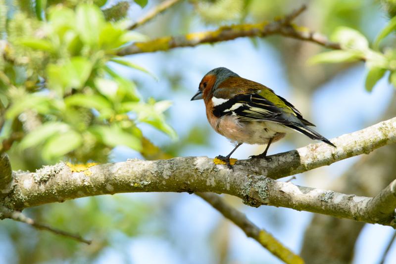  20150515-PB8_8772.JPG </br ><small> 2015-05-15 14:27</br >NIKON D800 + 150.0-600.0 mm f/5.0-6.3<br /> 600mm 1/1000s f/7.1 ISO 560</small>