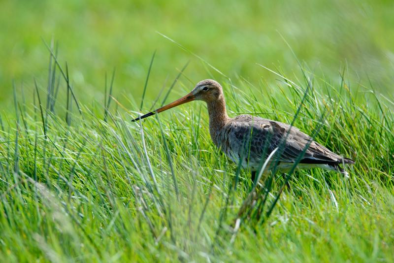  20150515-PB8_8790.JPG </br ><small> 2015-05-15 14:39</br >NIKON D800 + 150.0-600.0 mm f/5.0-6.3<br /> 550mm 1/1000s f/8 ISO 560</small>