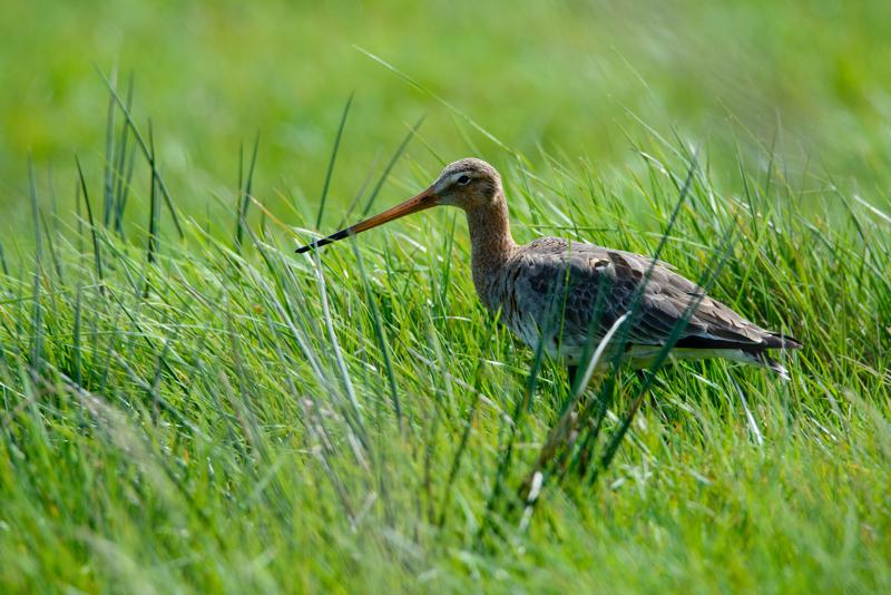  20150515-PB8_8791.JPG </br ><small> 2015-05-15 14:39</br >NIKON D800 + 150.0-600.0 mm f/5.0-6.3<br /> 550mm 1/1000s f/8 ISO 500</small>