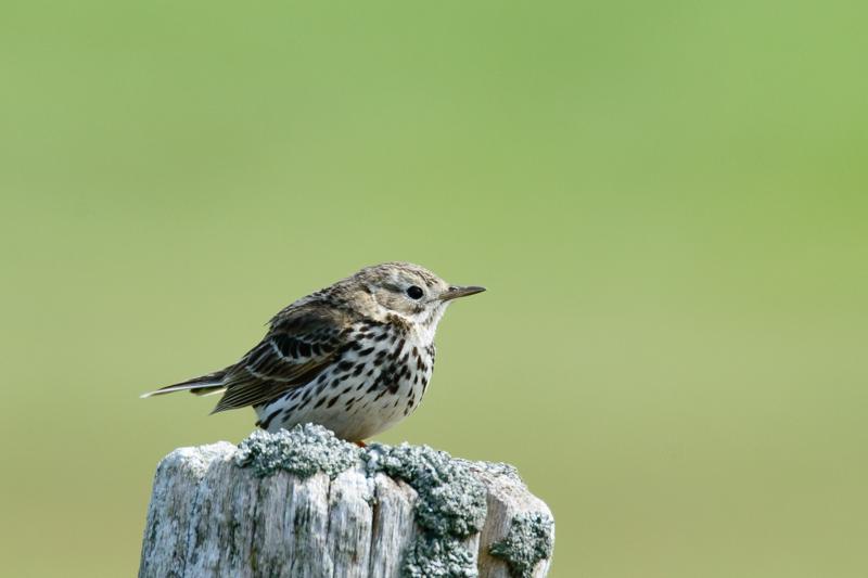  20150515-PB8_8868.JPG </br ><small> 2015-05-15 14:54</br >NIKON D800 + 150.0-600.0 mm f/5.0-6.3<br /> 600mm 1/1250s f/8 ISO 900</small>