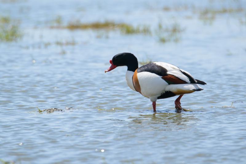  20150515-PB8_8886.JPG </br ><small> 2015-05-15 15:01</br >NIKON D800 + 150.0-600.0 mm f/5.0-6.3<br /> 600mm 1/1250s f/8 ISO 320</small>