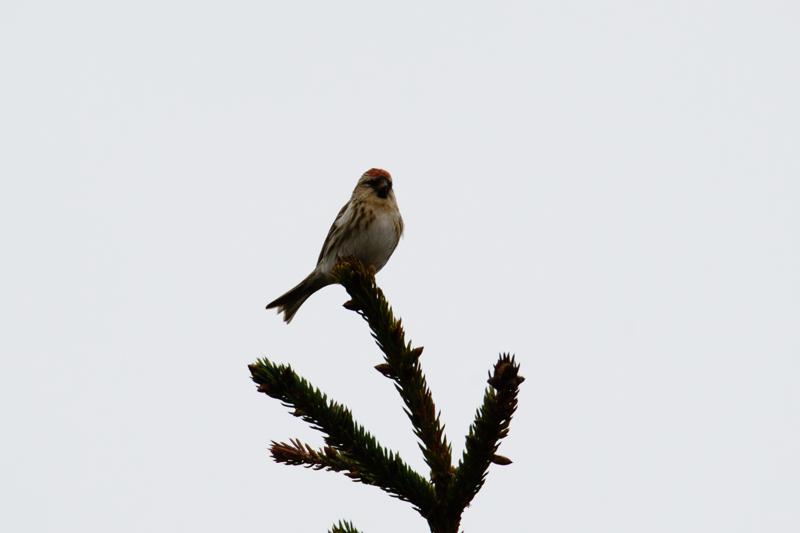  20150515-PB8_8906.JPG </br ><small> 2015-05-15 18:29</br >NIKON D800 + 150.0-600.0 mm f/5.0-6.3<br /> 600mm 1/1000s f/8 ISO 900</small>