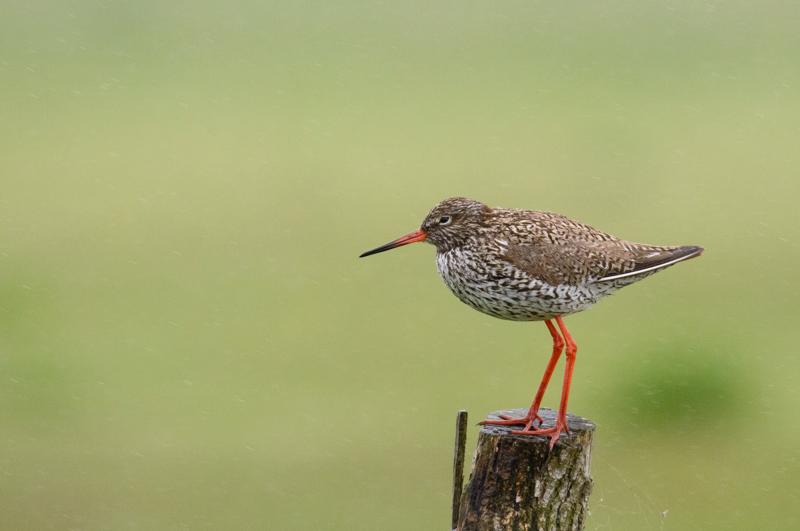  20150516_PB8_8921.JPG </br ><small> 2015-05-16 13:39</br >NIKON D800 + 150.0-600.0 mm f/5.0-6.3<br /> 600mm 1/1000s f/8 ISO 2500</small>