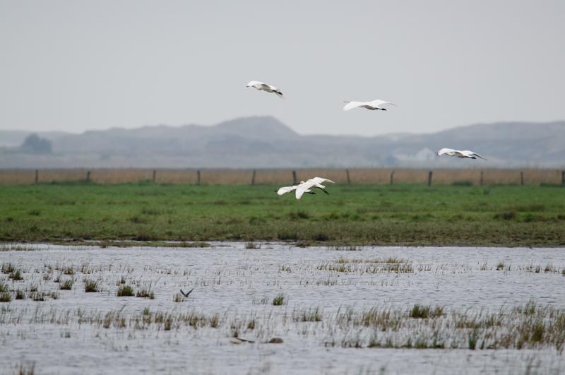  20150516_PB8_8939.JPG </br ><small> 2015-05-16 14:10</br >NIKON D800 + 150.0-600.0 mm f/5.0-6.3<br /> 600mm 1/1000s f/8 ISO 720</small>