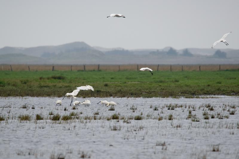  20150516_PB8_8942.JPG </br ><small> 2015-05-16 14:10</br >NIKON D800 + 150.0-600.0 mm f/5.0-6.3<br /> 600mm 1/1000s f/8 ISO 900</small>