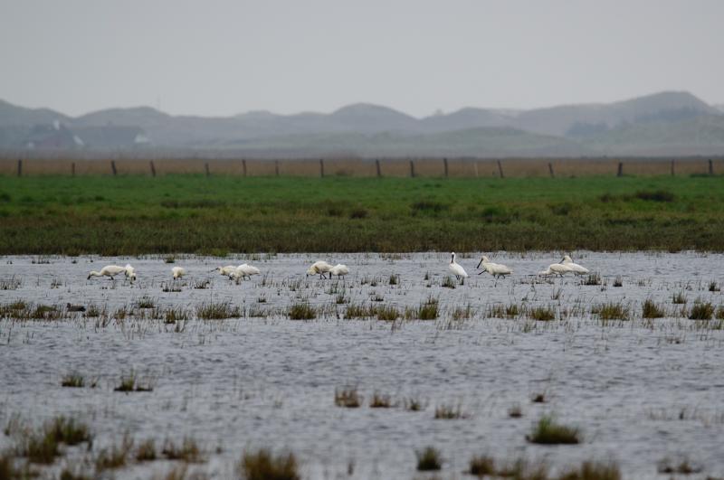  20150516_PB8_8947.JPG </br ><small> 2015-05-16 14:11</br >NIKON D800 + 150.0-600.0 mm f/5.0-6.3<br /> 550mm 1/1000s f/8 ISO 800</small>