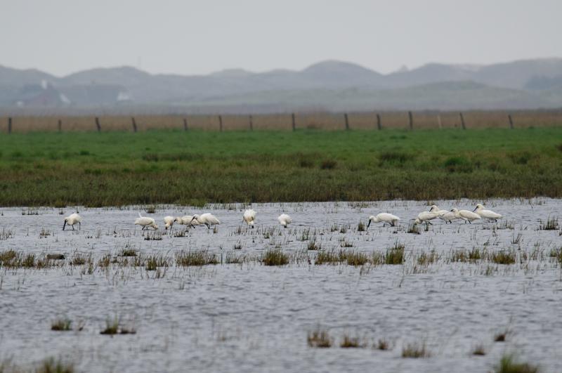  20150516_PB8_8948.JPG </br ><small> 2015-05-16 14:11</br >NIKON D800 + 150.0-600.0 mm f/5.0-6.3<br /> 550mm 1/1000s f/8 ISO 900</small>