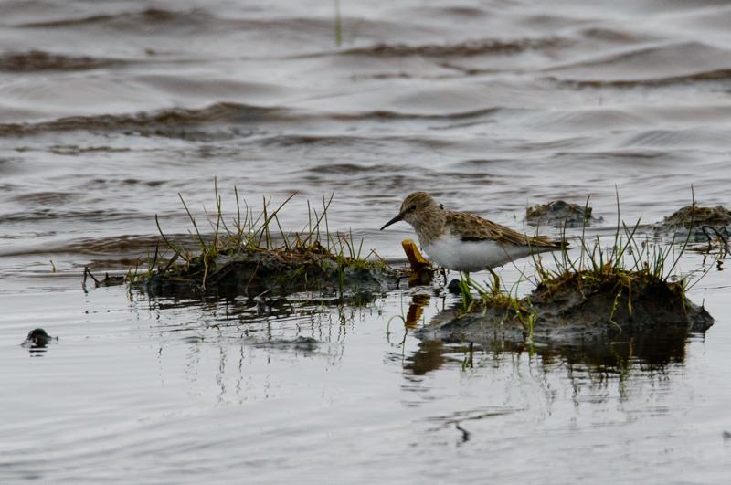  20150516_PB8_8961.JPG </br ><small> 2015-05-16 14:19</br >NIKON D800 + 150.0-600.0 mm f/5.0-6.3<br /> 600mm 1/1000s f/9 ISO 1000</small>