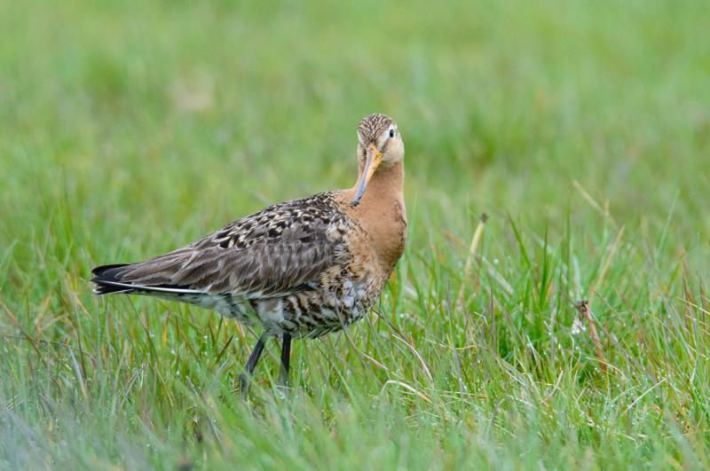  20150516_PB8_8969.JPG </br ><small> 2015-05-16 14:34</br >NIKON D800 + 150.0-600.0 mm f/5.0-6.3<br /> 600mm 1/1600s f/9 ISO 3600</small>