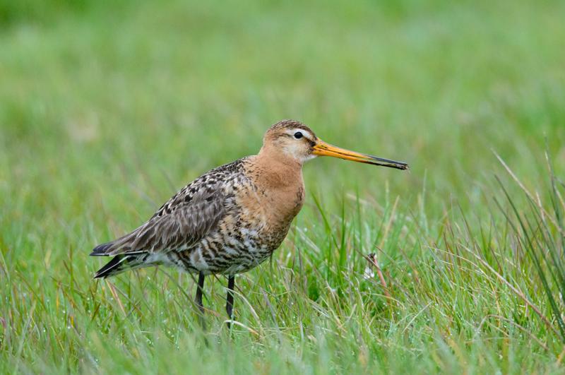  20150516_PB8_8974.JPG </br ><small> 2015-05-16 14:34</br >NIKON D800 + 150.0-600.0 mm f/5.0-6.3<br /> 600mm 1/1600s f/9 ISO 3200</small>