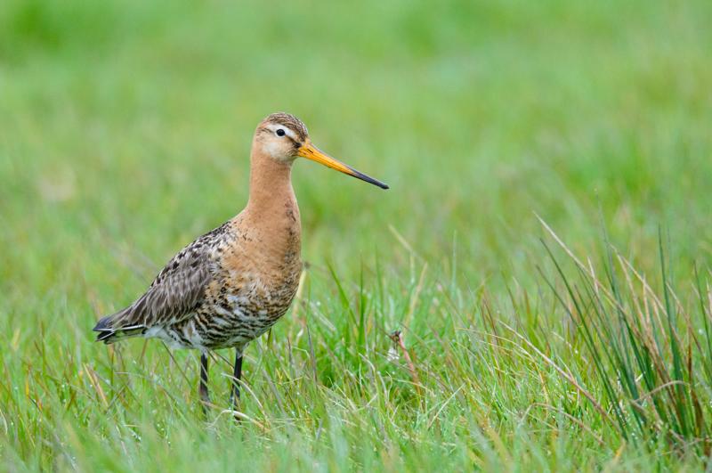  20150516_PB8_8977.JPG </br ><small> 2015-05-16 14:34</br >NIKON D800 + 150.0-600.0 mm f/5.0-6.3<br /> 600mm 1/1600s f/9 ISO 3600</small>