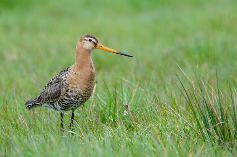  20150516_PB8_8978.JPG </br ><small> 2015-05-16 14:34</br >NIKON D800 + 150.0-600.0 mm f/5.0-6.3<br /> 600mm 1/1600s f/9 ISO 3200</small>