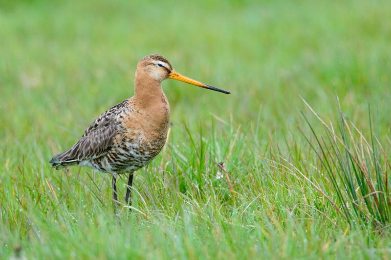  20150516_PB8_8981.JPG </br ><small> 2015-05-16 14:35</br >NIKON D800 + 150.0-600.0 mm f/5.0-6.3<br /> 600mm 1/1600s f/9 ISO 3600</small>