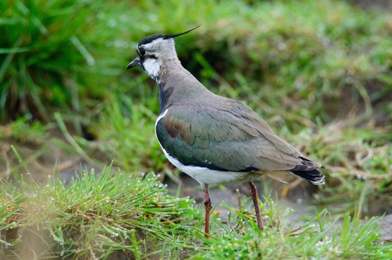  20150516_PB8_8983.JPG </br ><small> 2015-05-16 14:36</br >NIKON D800 + 150.0-600.0 mm f/5.0-6.3<br /> 600mm 1/1600s f/9 ISO 4500</small>