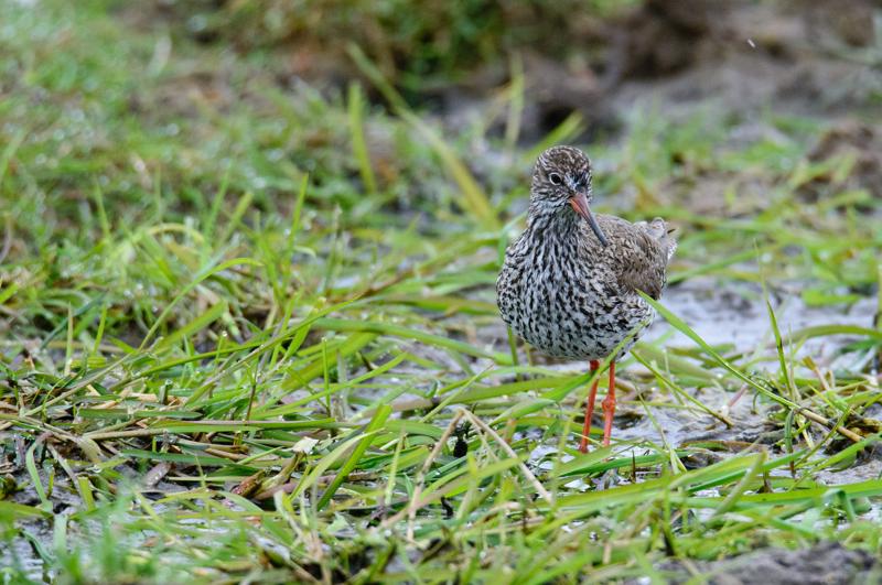  20150516_PB8_8984.JPG </br ><small> 2015-05-16 14:36</br >NIKON D800 + 150.0-600.0 mm f/5.0-6.3<br /> 600mm 1/1600s f/9 ISO 3600</small>