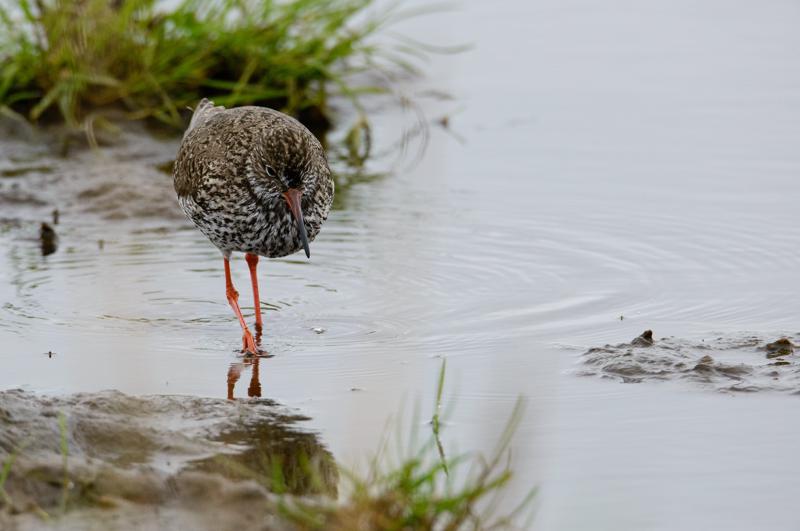  20150516_PB8_8990.JPG </br ><small> 2015-05-16 14:37</br >NIKON D800 + 150.0-600.0 mm f/5.0-6.3<br /> 500mm 1/1600s f/9 ISO 1800</small>