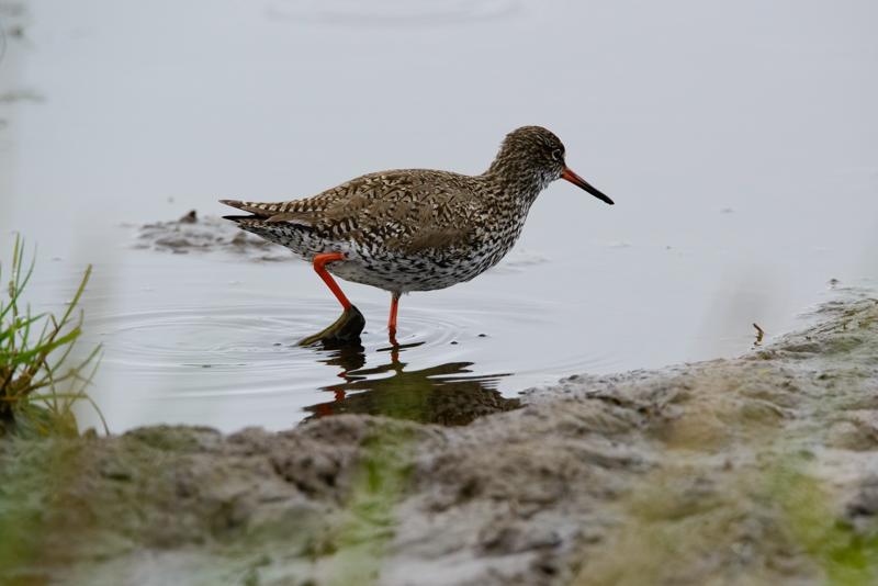  20150516_PB8_8995.JPG </br ><small> 2015-05-16 14:37</br >NIKON D800 + 150.0-600.0 mm f/5.0-6.3<br /> 500mm 1/1600s f/9 ISO 1800</small>