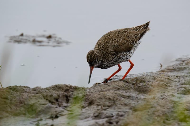  20150516_PB8_8999.JPG </br ><small> 2015-05-16 14:37</br >NIKON D800 + 150.0-600.0 mm f/5.0-6.3<br /> 500mm 1/1600s f/9 ISO 1600</small>