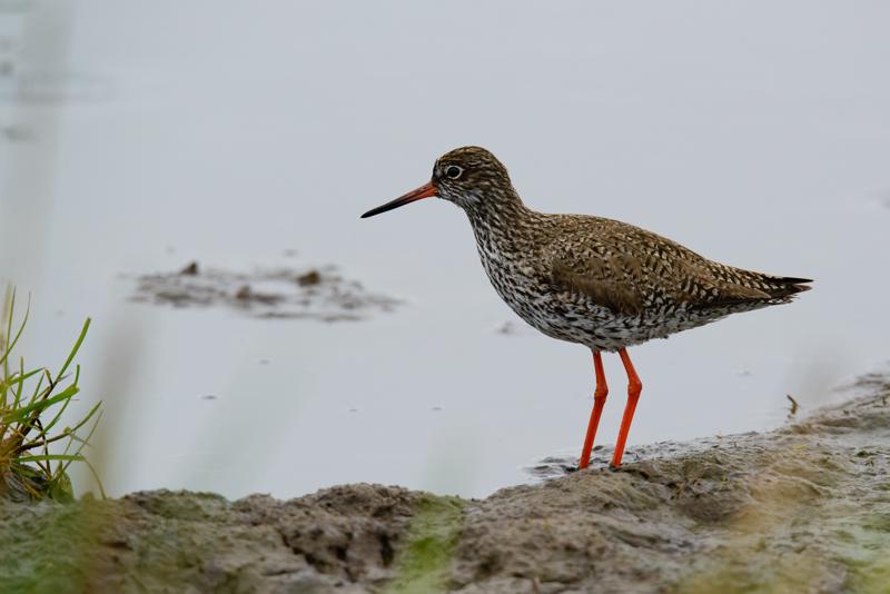  20150516_PB8_9001.JPG </br ><small> 2015-05-16 14:37</br >NIKON D800 + 150.0-600.0 mm f/5.0-6.3<br /> 500mm 1/1600s f/9 ISO 1600</small>