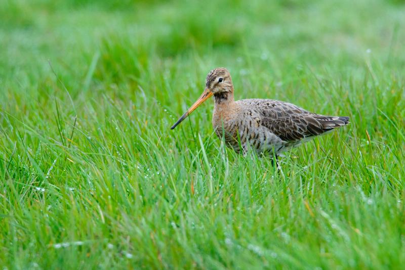  20150516_PB8_9004.JPG </br ><small> 2015-05-16 14:43</br >NIKON D800 + 150.0-600.0 mm f/5.0-6.3<br /> 600mm 1/1250s f/9 ISO 2200</small>