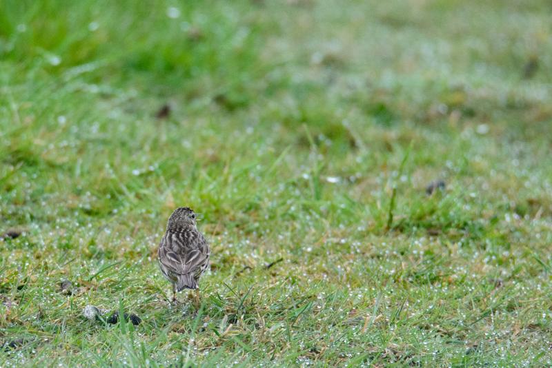  20150516_PB8_9015.JPG </br ><small> 2015-05-16 14:46</br >NIKON D800 + 150.0-600.0 mm f/5.0-6.3<br /> 600mm 1/1600s f/9 ISO 3200</small>