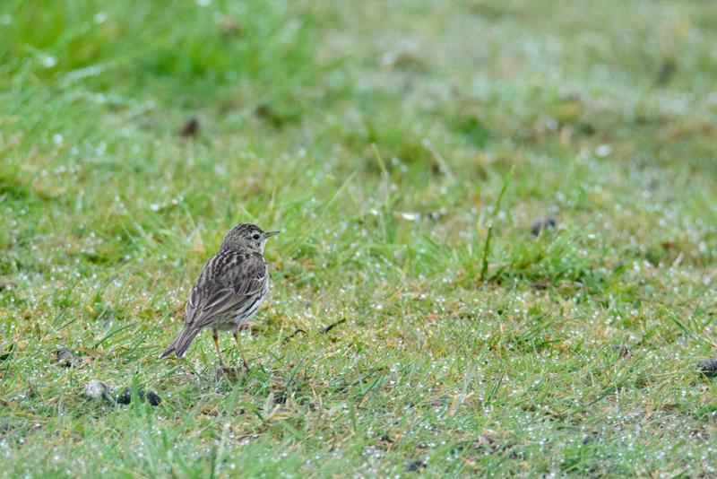  20150516_PB8_9016.JPG </br ><small> 2015-05-16 14:46</br >NIKON D800 + 150.0-600.0 mm f/5.0-6.3<br /> 600mm 1/1600s f/9 ISO 3600</small>