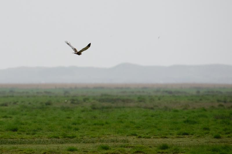  20150516_PB8_9043.JPG </br ><small> 2015-05-16 15:09</br >NIKON D800 + 150.0-600.0 mm f/5.0-6.3<br /> 600mm 1/1600s f/9 ISO 1400</small>