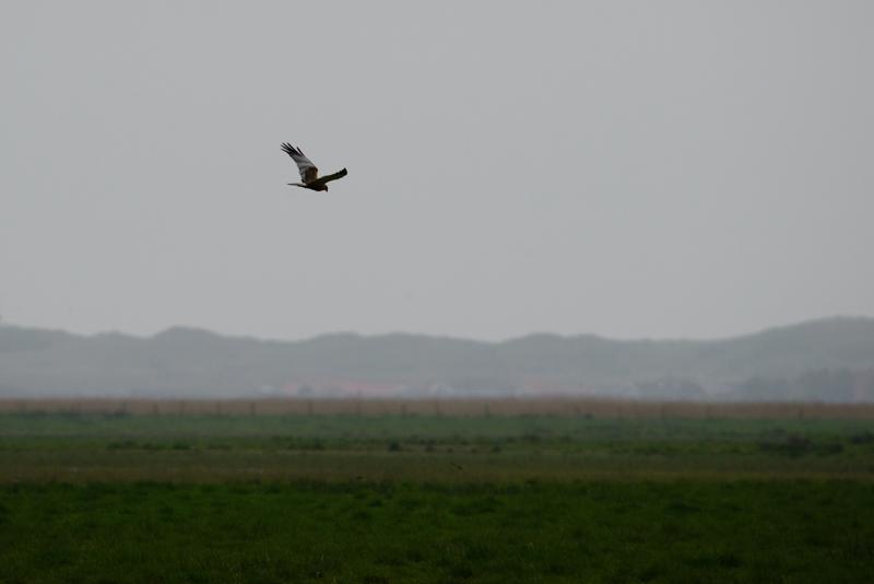  20150516_PB8_9044.JPG </br ><small> 2015-05-16 15:09</br >NIKON D800 + 150.0-600.0 mm f/5.0-6.3<br /> 600mm 1/1250s f/9 ISO 1000</small>