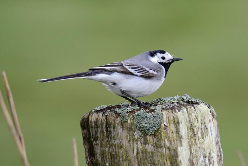  20150516_PB8_9056.JPG </br ><small> 2015-05-16 15:18</br >NIKON D800 + 150.0-600.0 mm f/5.0-6.3<br /> 600mm 1/1250s f/9 ISO 2800</small>