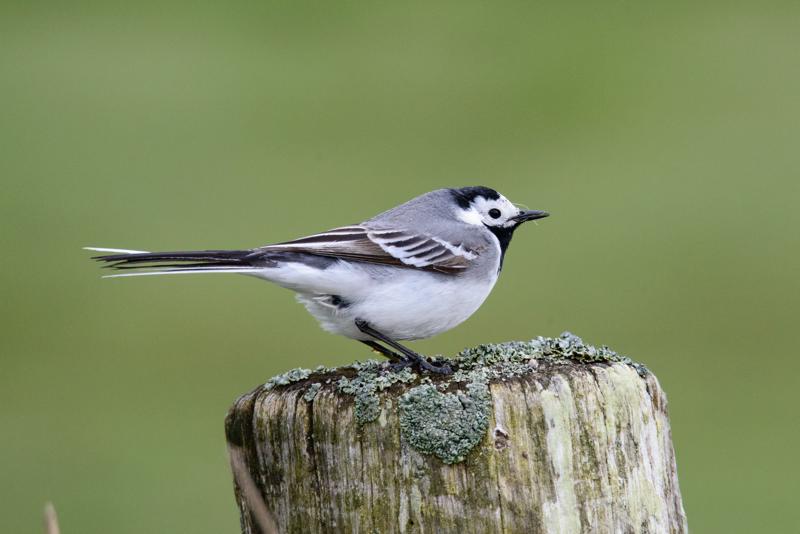  20150516_PB8_9057.JPG </br ><small> 2015-05-16 15:18</br >NIKON D800 + 150.0-600.0 mm f/5.0-6.3<br /> 600mm 1/1250s f/9 ISO 2800</small>