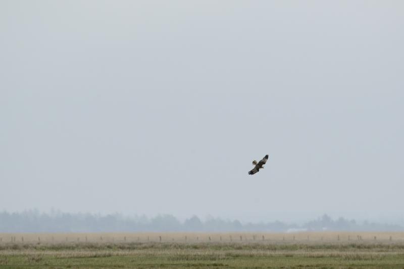  20150516_PB8_9093.JPG </br ><small> 2015-05-16 15:31</br >NIKON D800 + 150.0-600.0 mm f/5.0-6.3<br /> 600mm 1/1250s f/9 ISO 720</small>