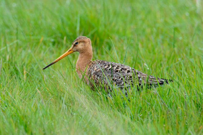  20150516_PB8_9107.JPG </br ><small> 2015-05-16 15:53</br >NIKON D800 + 150.0-600.0 mm f/5.0-6.3<br /> 600mm 1/1250s f/9 ISO 2200</small>