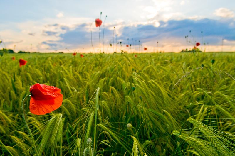  D3C_1448.jpg </br ><small> 2008-06-14 20:31</br >NIKON D300 17mm 1/400s f/8 ISO 200</small>