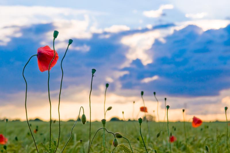  D3C_1457.jpg </br ><small> 2008-06-14 20:33</br >NIKON D300 55mm 1/500s f/8 ISO 200</small>