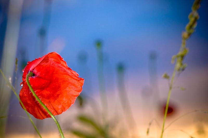  D3C_1484.jpg </br ><small> 2008-06-14 20:49</br >NIKON D300 105mm 1/125s f/11 ISO 200</small>