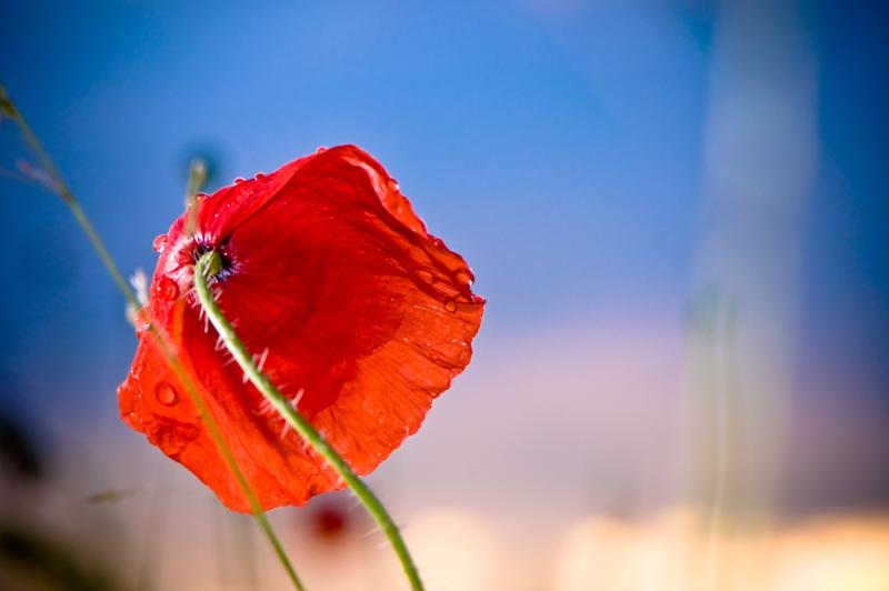  D3C_1486.jpg </br ><small> 2008-06-14 20:51</br >NIKON D300 105mm 1/100s f/11 ISO 200</small>