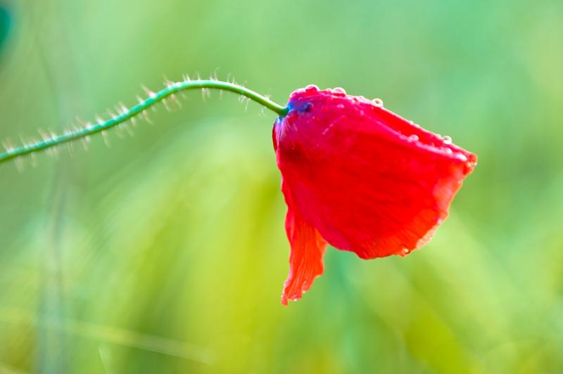  D3C_1506.jpg </br ><small> 2008-06-14 21:01</br >NIKON D300 200mm 1/60s f/5 ISO 200</small>